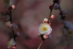 薄紅の梅
