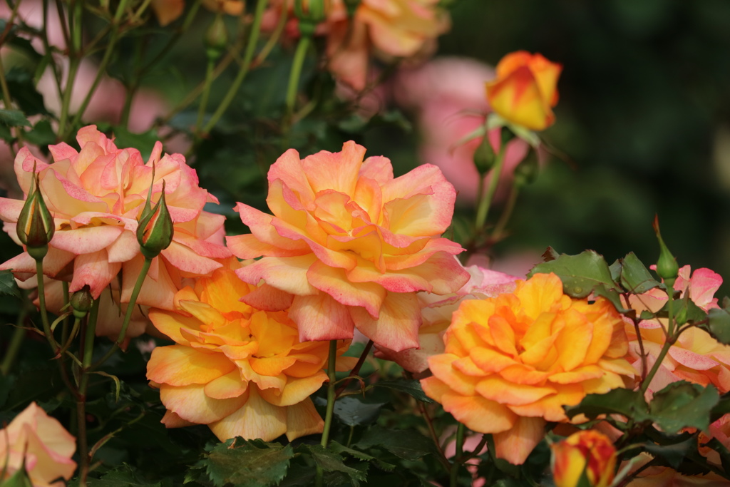 薔薇