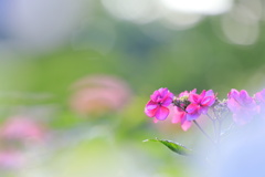 彩りの紫陽花