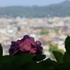 街と紫陽花