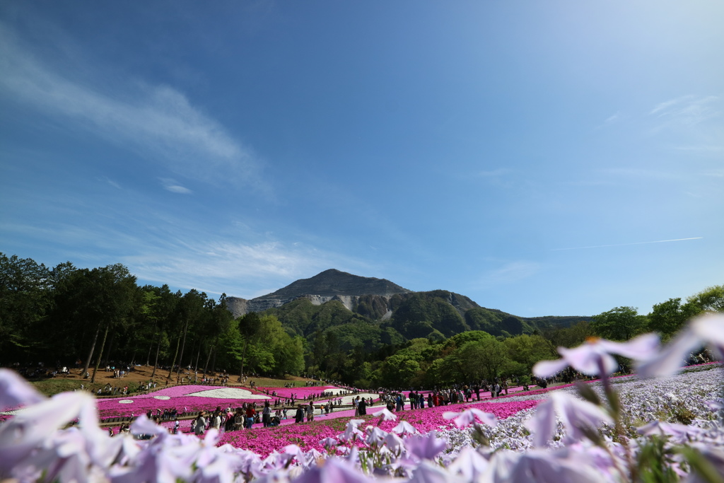 芝桜