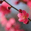 紅梅