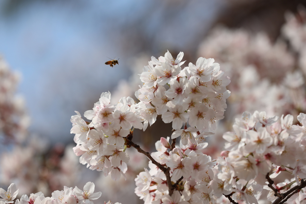 桜