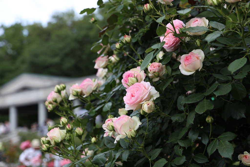 薔薇