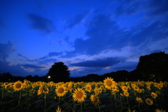 ひまわりの夕景
