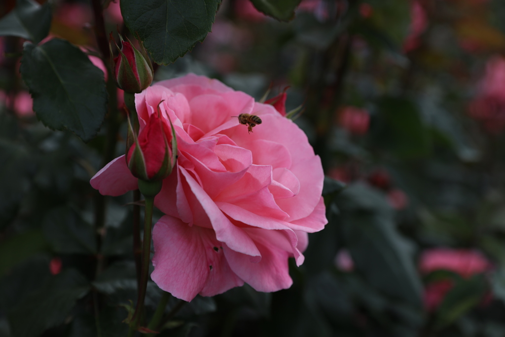 薔薇