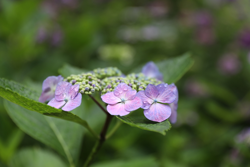 紫陽花