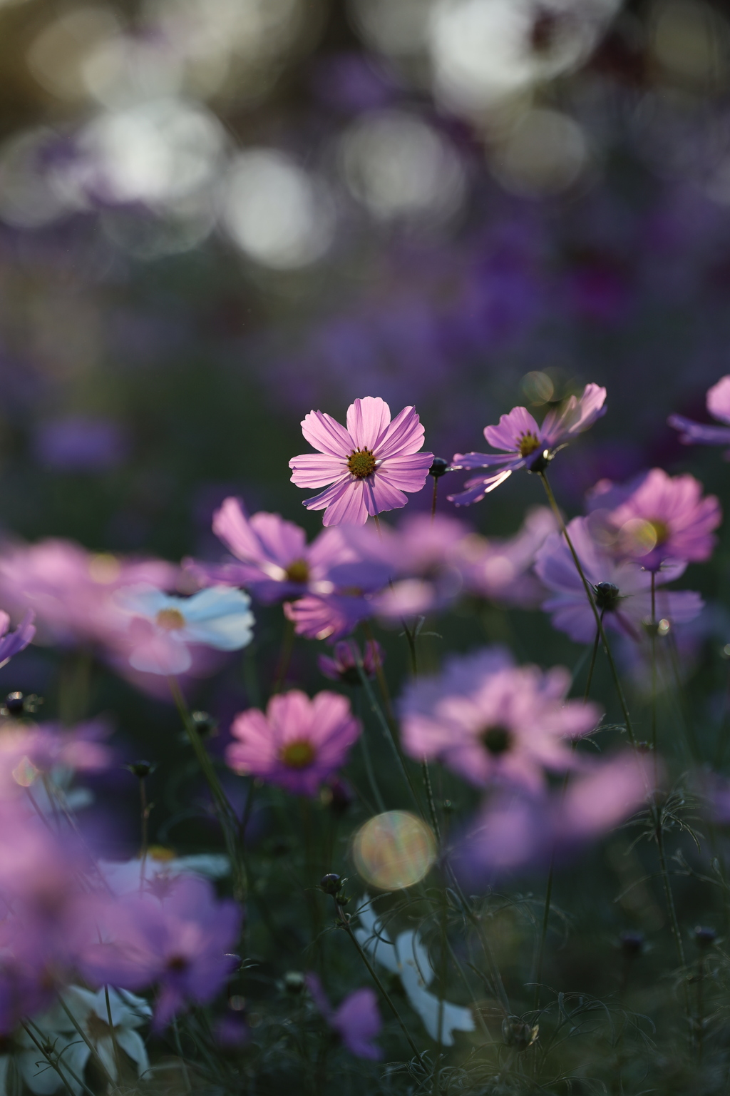 木漏れ日の秋桜