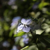 木漏れ日の紫陽花