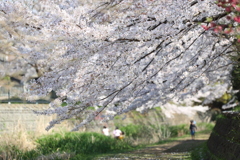 桜の小径