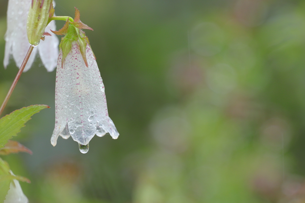 雨の朝