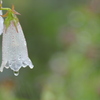 雨の朝