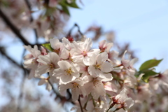 桜