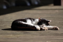 日なたぼっこ