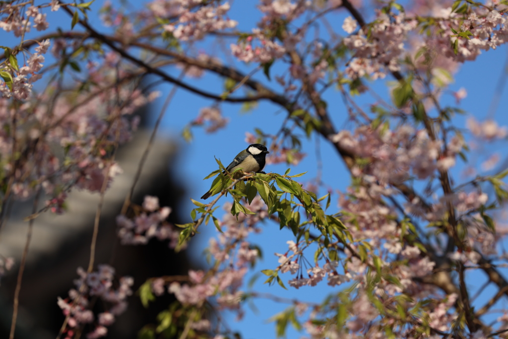 枝垂桜に四十雀