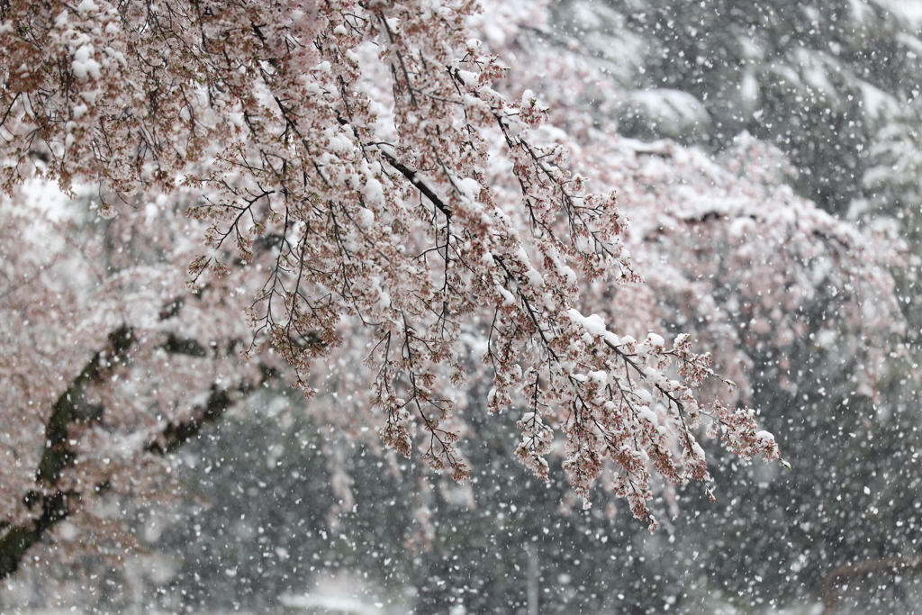 桜に雪