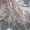 桜に雪