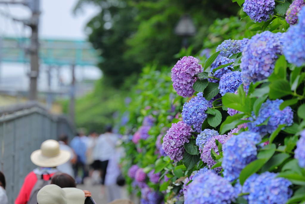 紫陽花の頃