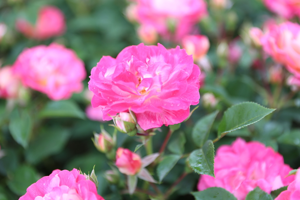 薔薇