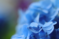 紫陽花