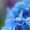 紫陽花