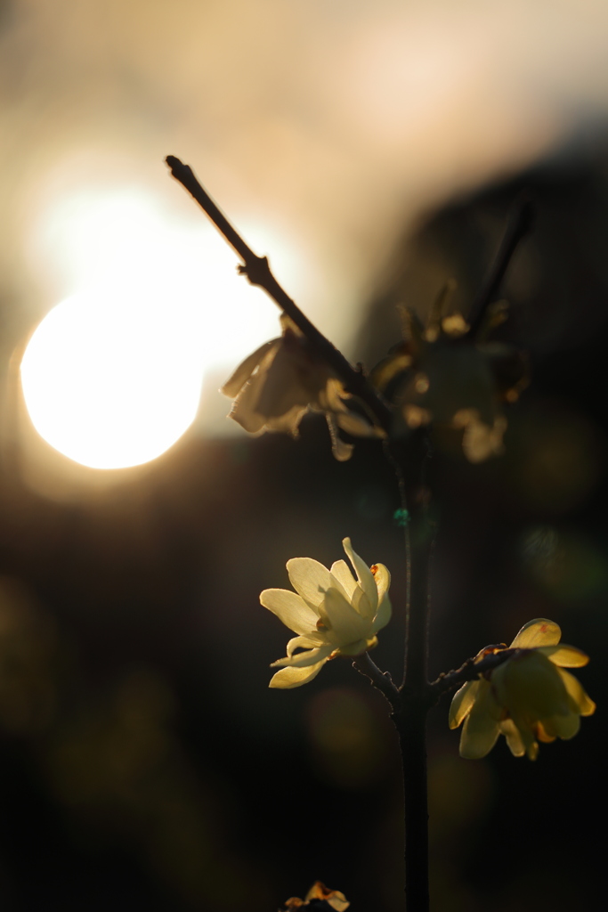 夕陽の中で