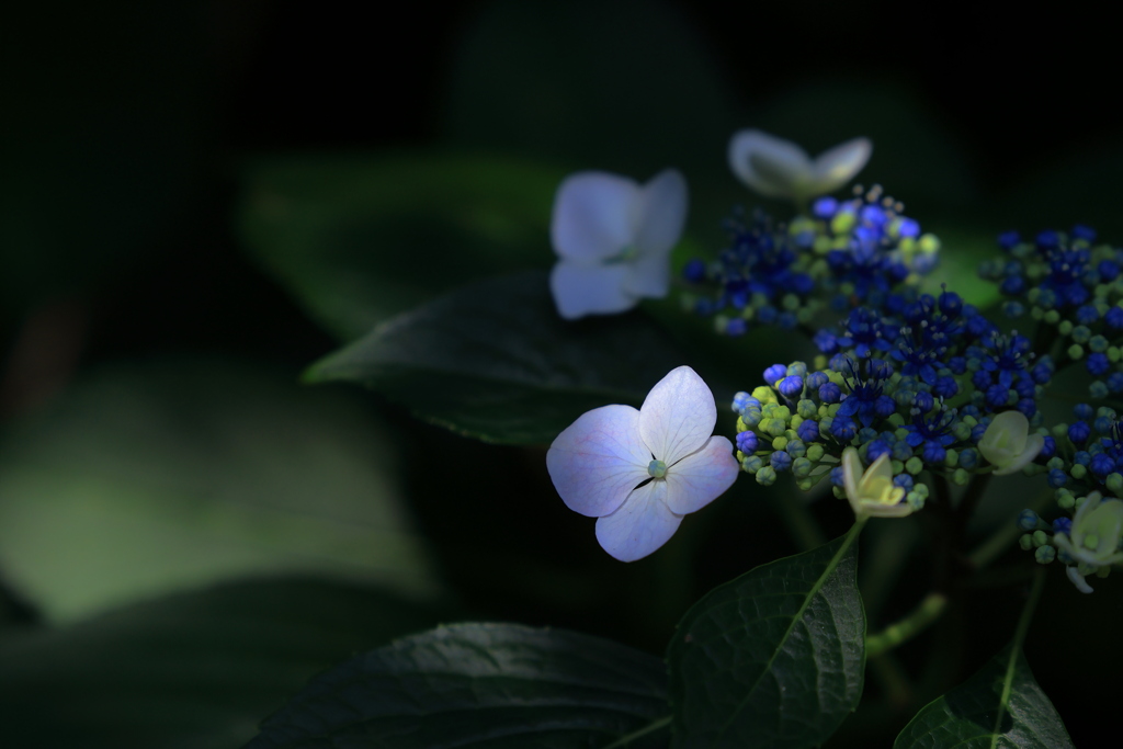 木漏れ日の紫陽花