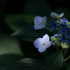 木漏れ日の紫陽花