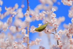 梅の頃