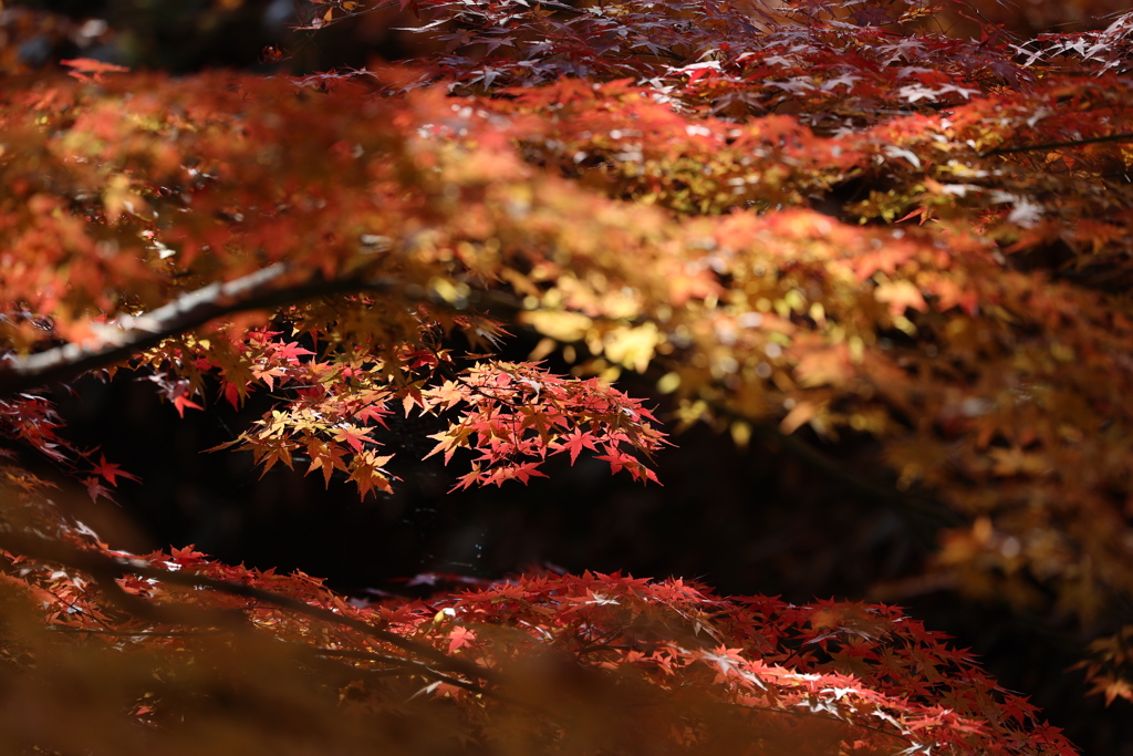 紅葉