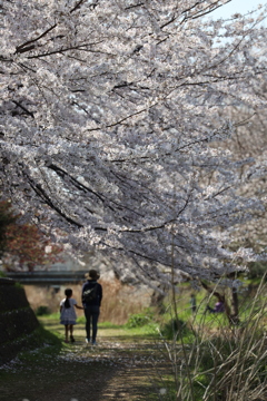 桜の小径