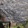 桜の小径