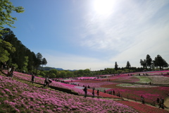 芝桜