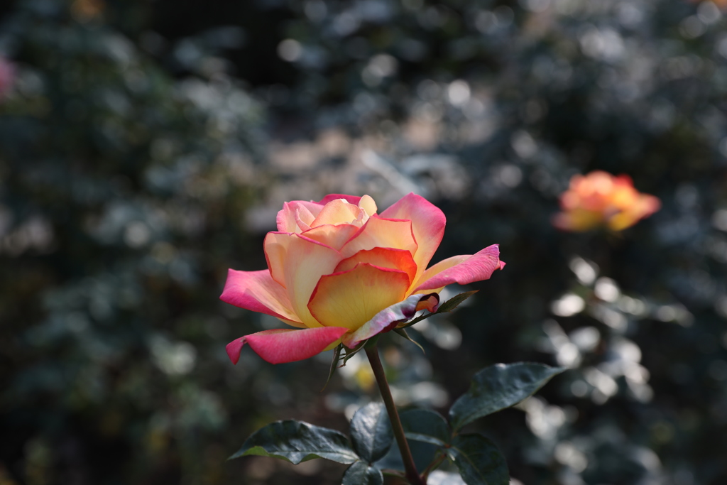 薔薇
