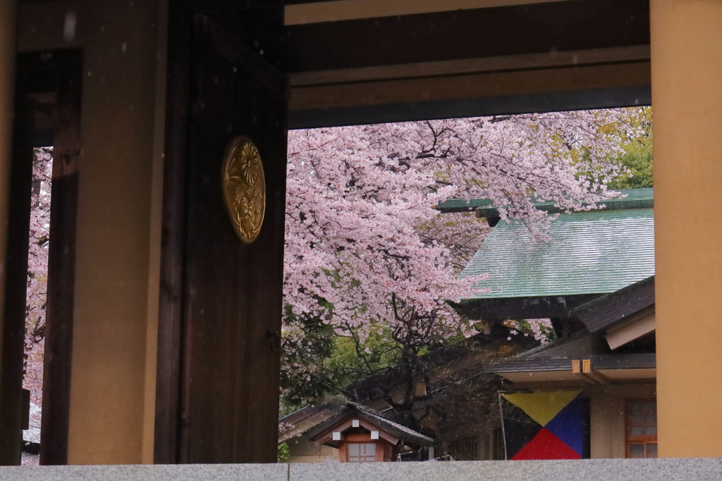 桜咲く