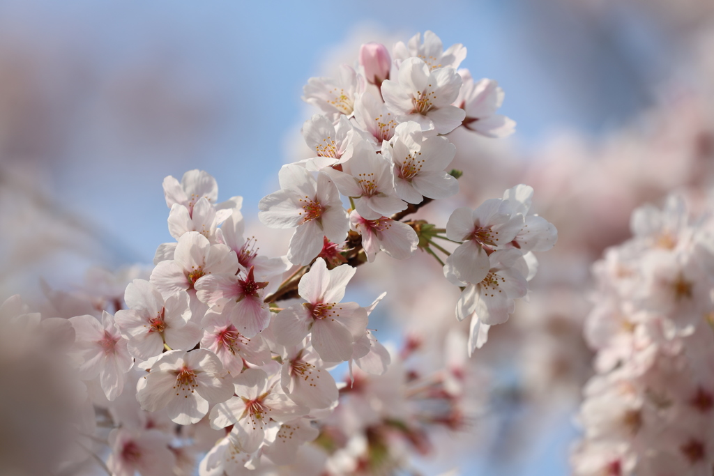 桜