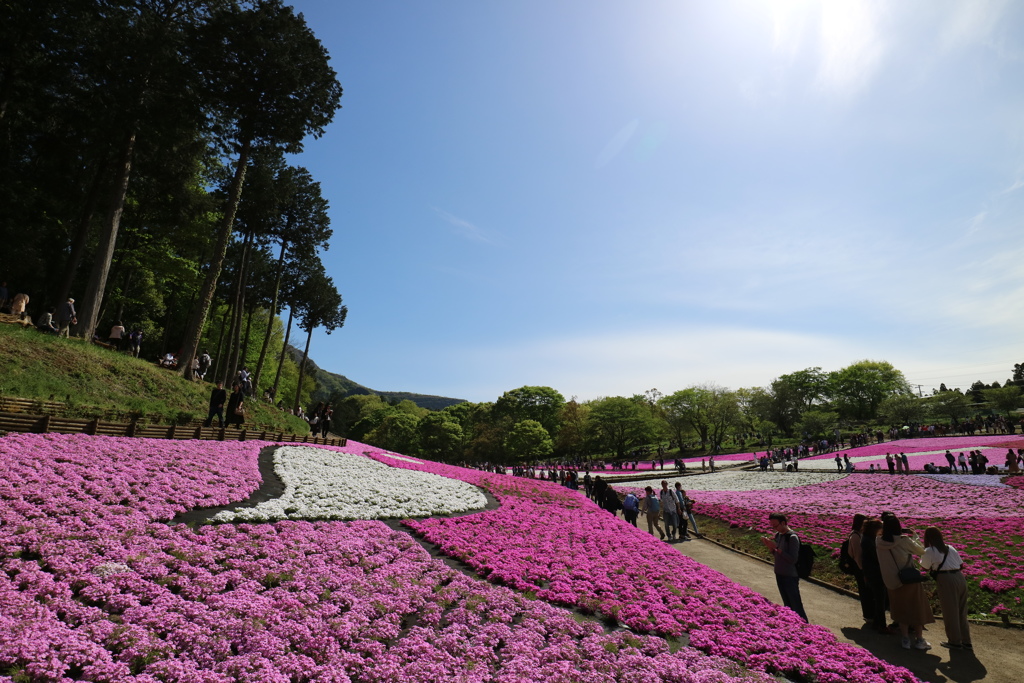 芝桜