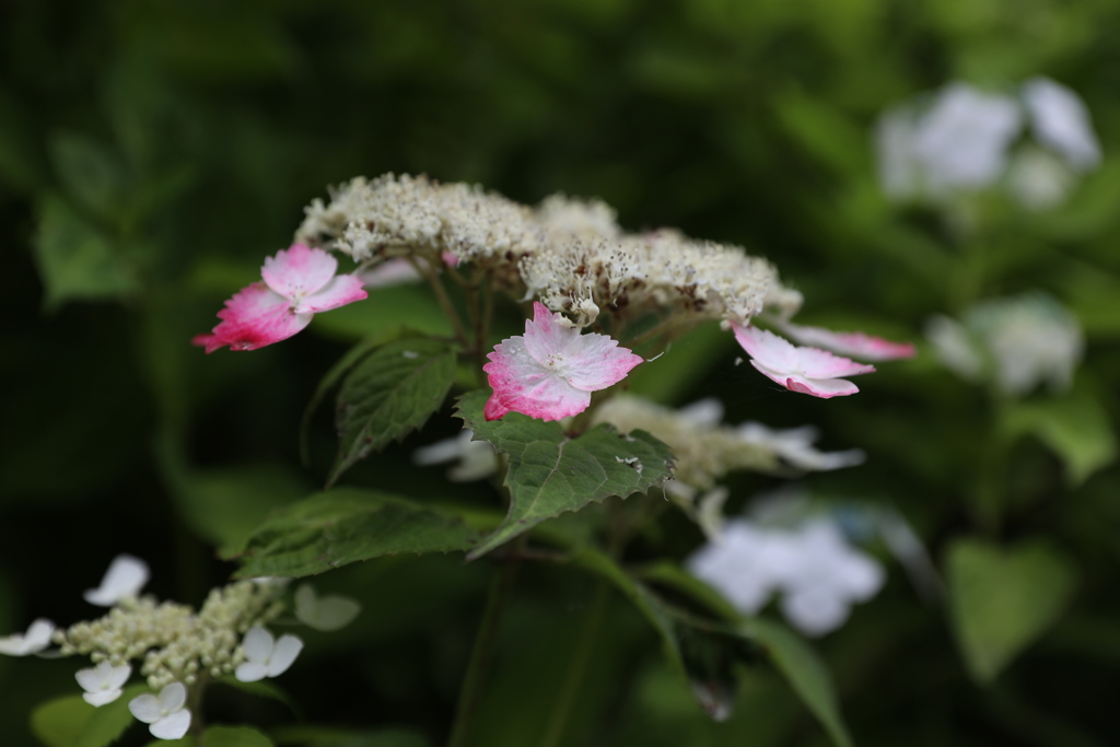 紫陽花