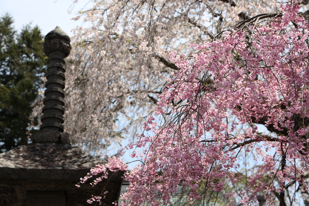 垂桜