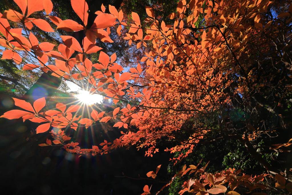 秋に染まる