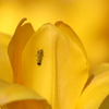 チューリップとバナナ虫