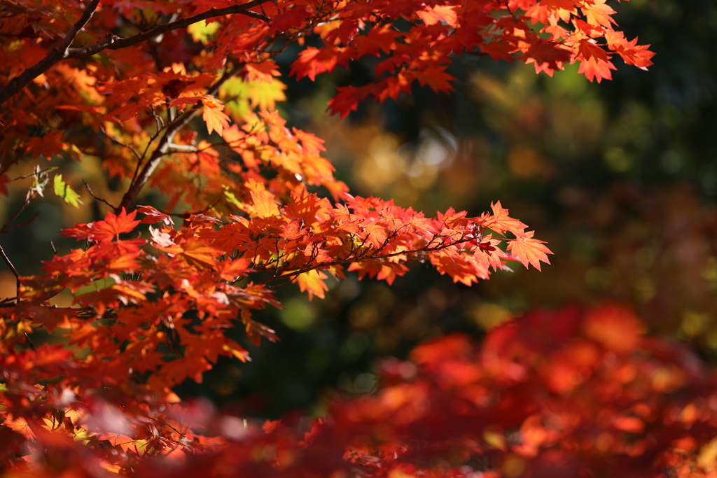紅葉