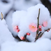 梅花麗し