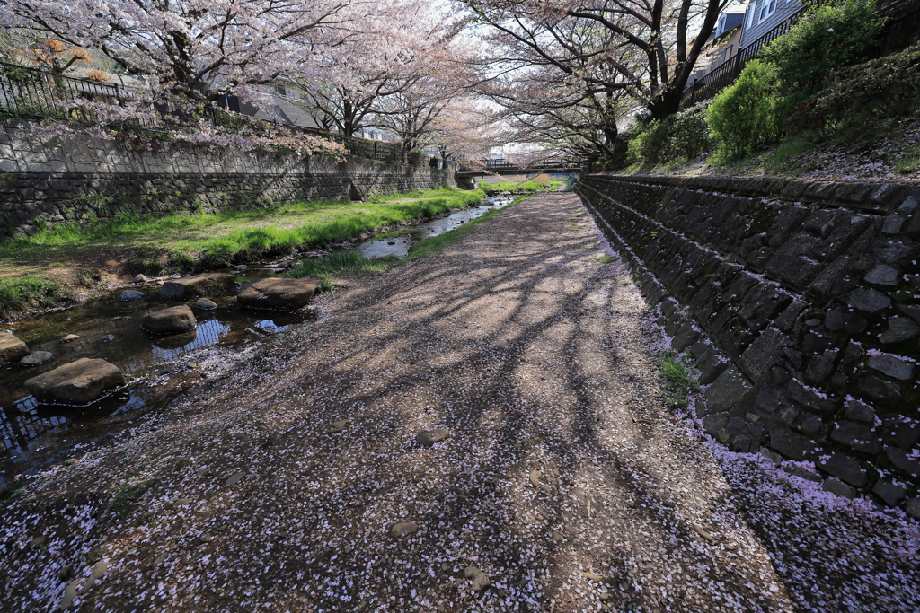 地上に咲く