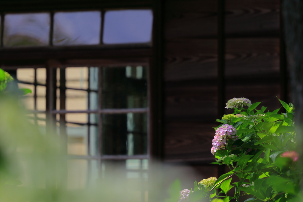紫陽花の頃