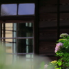 紫陽花の頃