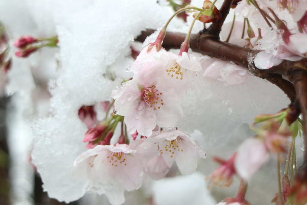 桜につもる