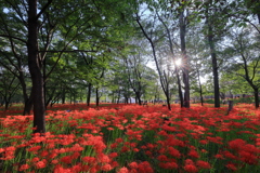 彼岸花の午後