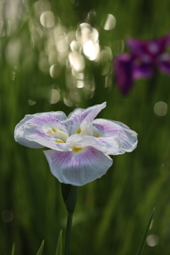 花菖蒲