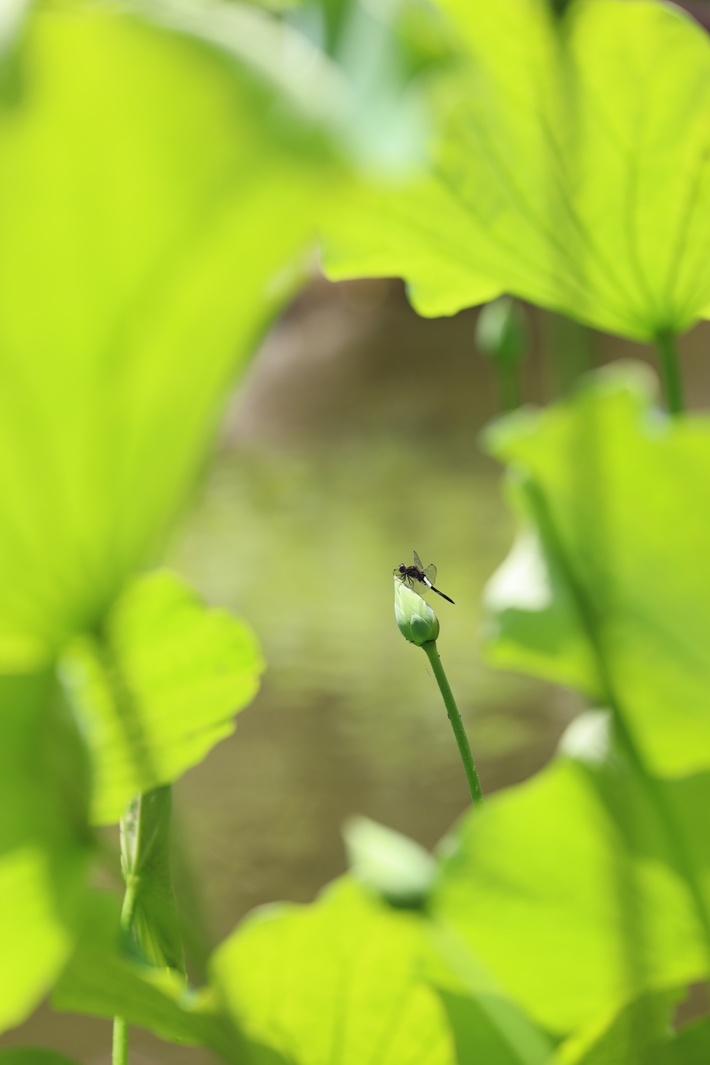 蕾の先で